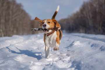 Beagle running around and playing with the winter forest