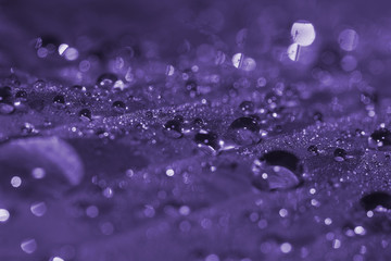 Morning dew (ultra violet)