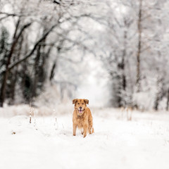 Golden Retriever Standing and framed by trees in winter