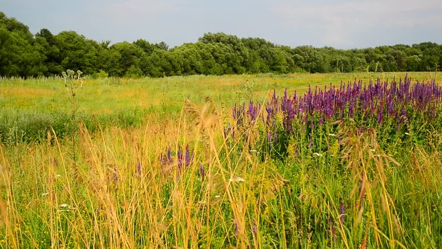 Wild meadow with Salvia Superba flowers in sunset