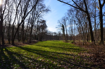 Fototapeta premium Bosques de Colonia