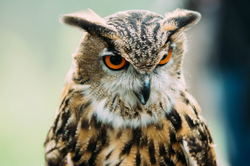 Night forest predator. Bird of an owl.