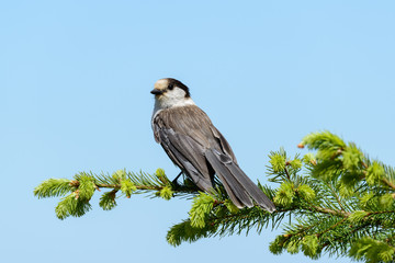 Gray Jay