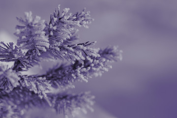 Branch of a Christmas tree with hoarfrost - (ultra violet)