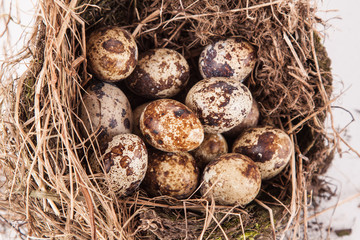 Naklejka na ściany i meble quail eggs in a nest on a white background.