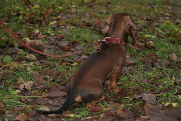autumn dachshund