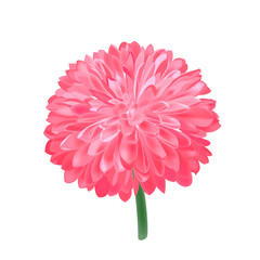 Pink vector Chrysanthemum. Isolated flower bud illustration.