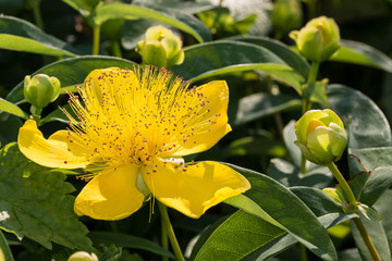 Blüte des Johanniskraut