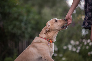 Labrador retriever dog eating a treat out of a hand