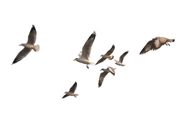 Obraz premium Kierdel ptaki lata odosobnionego na białym tle. Ma ścieżkę przycinającą.