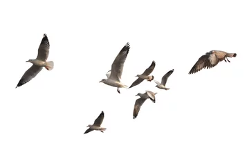 Sierkussen Zwerm vogels vliegen geïsoleerd op een witte achtergrond. Dit heeft uitknippad. © Forrest9