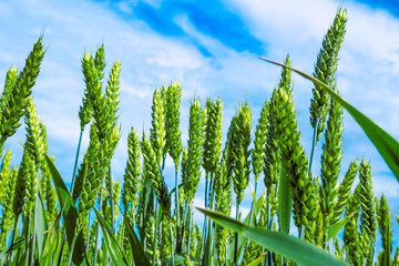 ears of wheat are sung on the field in summer