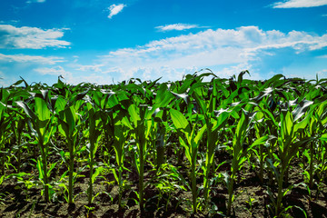 young corn sprouts grow in summer field