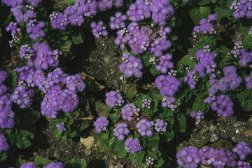 Obraz premium flowering of purple flowers in summer on a meadow