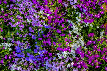 flowering of purple flowers in summer on a meadow