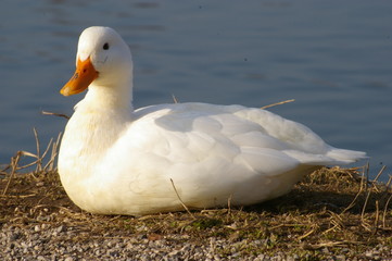 Schwan blöde Gans