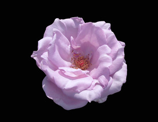 Flower of the curling rose.