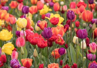 Abstract background . Colorful tulips flowers blooming in a park