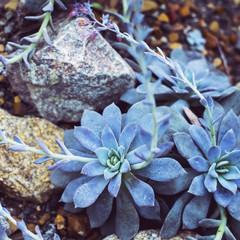 Blue succulents grow among the stones. Decoration for a garden or a house