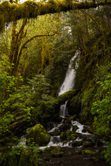 Mossy lush forest and waterfall in the Olympic National Park, Washington State, Pacific Northwest