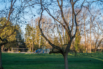 Crows At Beer Sheva Park 4