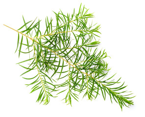 fresh tea tree leaves isolated on white