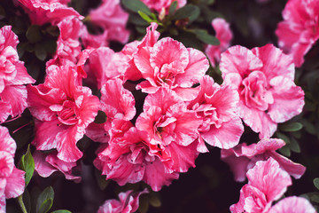 Pink camellia flowers among the green leaves of the bush. Bright flowering