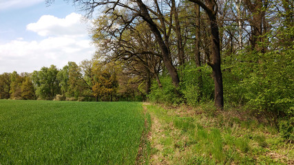 wiosenne pole z młodym zbożem na skraju lasu