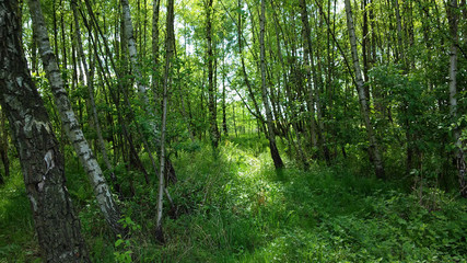 zielony zagajnik w młodym lesie wiosną w słoneczny dzień