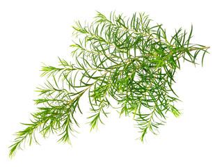 fresh tea tree leaves isolated on white