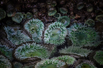 Obraz premium Anemones