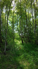 zielony zagajnik w młodym lesie wiosną w słoneczny dzień