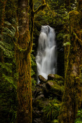 Waterfall in the Olympic National Park surrounded by lush foliage and mossy trees