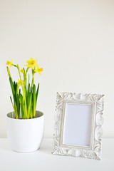 White pot with daffodils and photo frame vintage style, white background, spring time