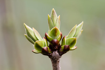 Blatttriebe des Flieder