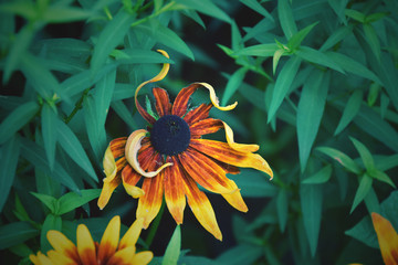  yellow flower hidden behind the fence