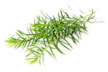 fresh tea tree leaves isolated on white