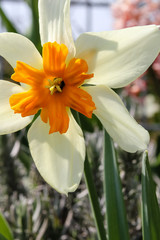 Fr&uuml;hjahrsbl&uuml;her