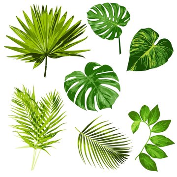 Tropical Leaves Vector Herbal ClipArt Digital art Set of 7 imagesTropical Leaves Vector Herbal ClipArt Digital art