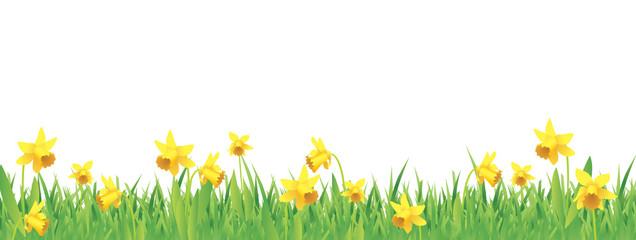 Hübsche Narzissen für den Frühling © Orkidia