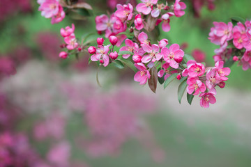 The blossoming tree with beautiful pink flowers. It can be used as a background