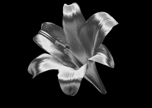 silver flower on a black background