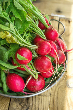 Bunch of Fresh Organic Red Radishes with Water Drops in Aluminum Dish on Weathered Wood Garden Table in Sunlight. Clean Eating Healthy Diet Vegetarian Summer. Authentic Style Rural Atmosphere