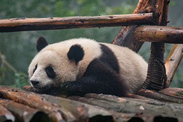 panda