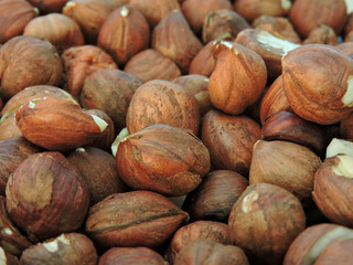 Purified large fresh Hazelnut