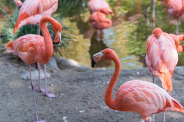 Pink flamingos outside