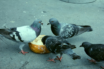 Pigeons in San Francisco