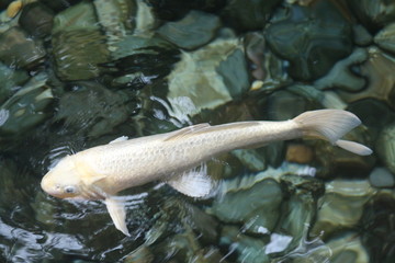 Beautiful White Koi Fish 
