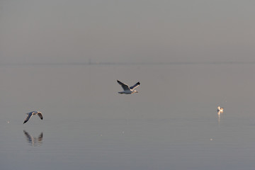 Sunset Salton Sea