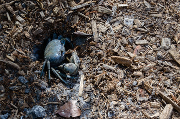 Florida Blue Crab